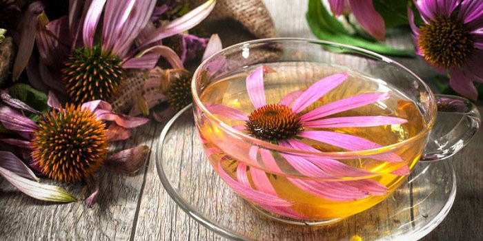 11 benefícios surpreendentes de Echinacea