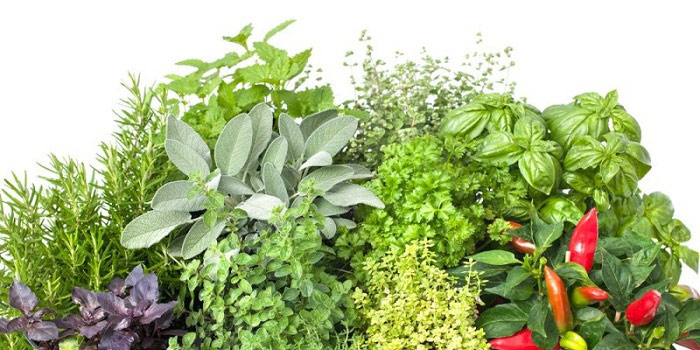 15 benefícios de saúde impressionantes de ervas